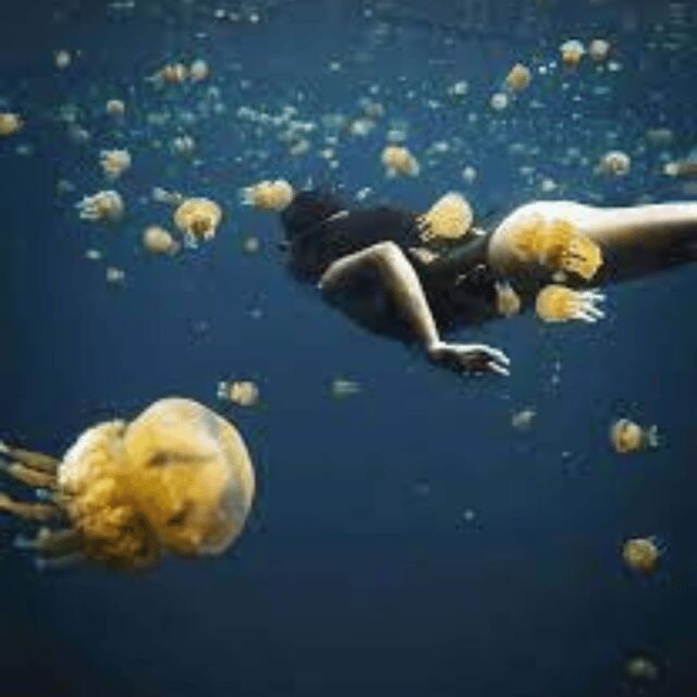 Siargao:Sohoton Island Hopping Tour with Jellyfish Sanctuary - Final Thoughts