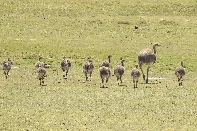 SIB Cruise Shore Excursion Peninsula Valdes - Pto Madryn - Patagonia Argentina - Tour Details