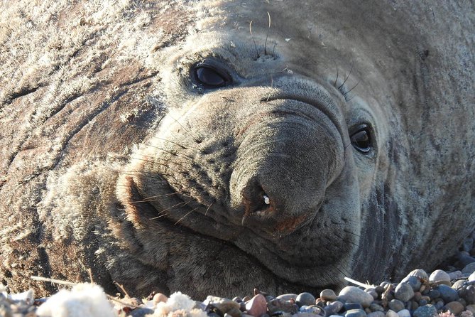 SIB Cruise Shore Excursion Peninsula Valdes - Pto Madryn - Patagonia Argentina - Inclusions