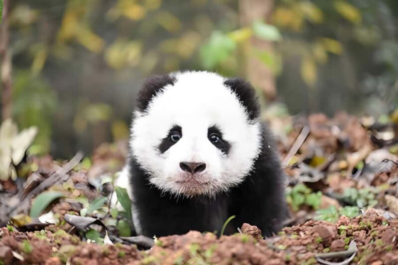 Sichuan: Bifengxia Giant Panda Base Ticket - Good To Know