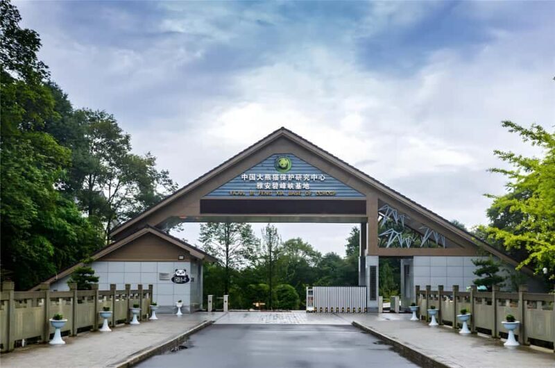 Sichuan: Bifengxia Giant Panda Base Ticket - A Closer Look at the Bifengxia Panda Experience
