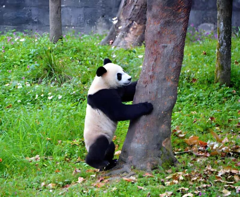 Sichuan: Bifengxia Giant Panda Base Ticket - Why the Bifengxia Panda Base Offers More Than Just Pandas