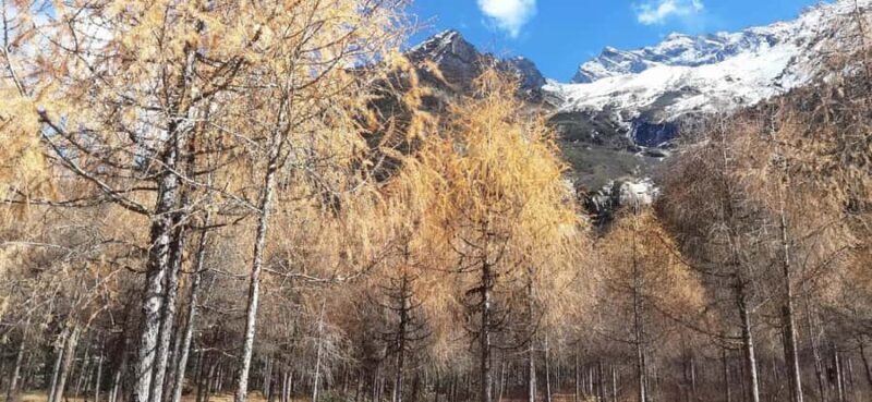 Sichuan: Bipeng Valley Ticket - What Makes Bipenggou Stand Out?