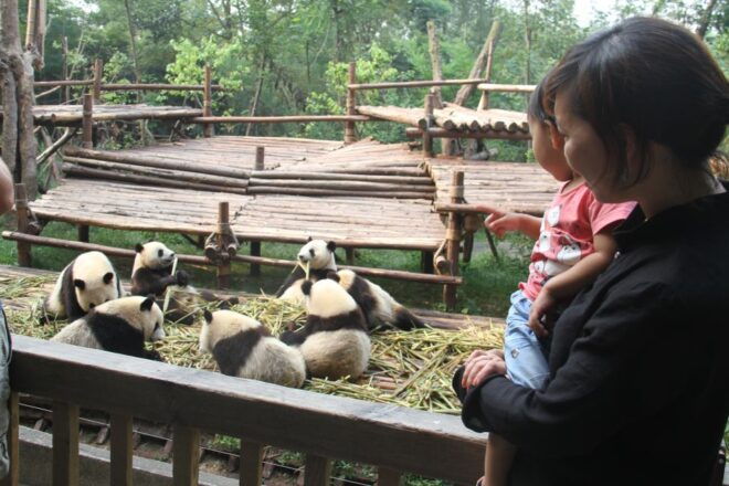 Sichuan: Giant Panda and Leshan Buddha Sall Group Day Tour - Directions