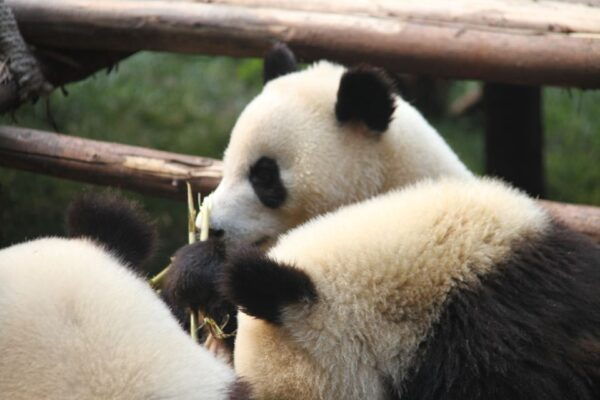 Sichuan: Giant Panda and Leshan Buddha Sall Group Day Tour - Frequently Asked Questions