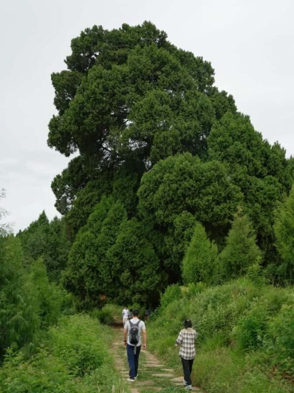 Sichuan: Jinniu Ancient Mile Road Hiking Tour with Guide - The Itinerary: A Day of History and Nature