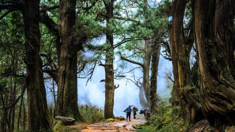 Sichuan: Jinniu Ancient Mile Road Hiking Tour with Guide - Highlights: What Makes This Tour Special