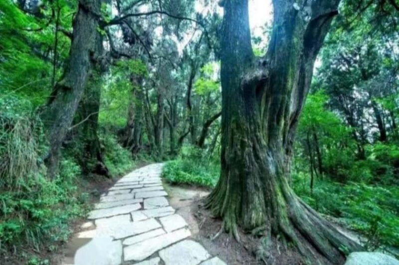Sichuan: Jinniu Ancient Mile Road Hiking Tour with Guide - The Itinerary: What to Expect Day by Day