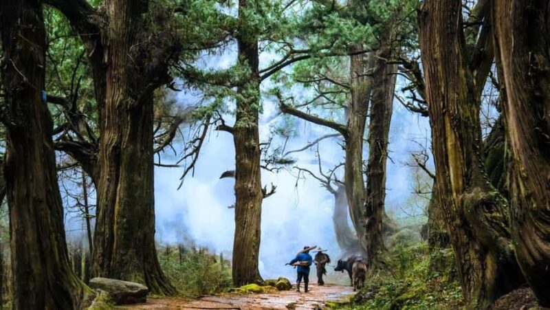 Sichuan: Jinniu Ancient Mile Road Hiking Tour with Guide - Transport, Duration, and Value