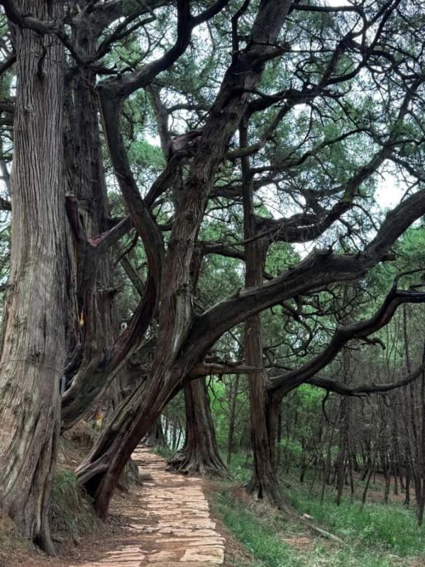 Sichuan: Jinniu Ancient Mile Road Hiking Tour with Guide - The Experience for Different Travelers
