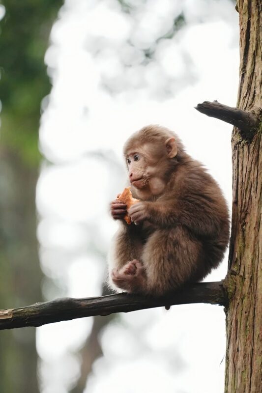 Sichuan Mount Emei Leshan Classic 2-Day Tour - Practical details worth sorting out