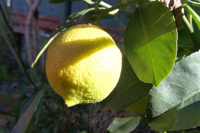 Sicilian Cooking Class in Palermo - Overview and Details