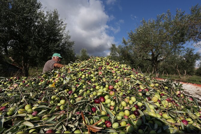 Sicilian Olive Mill Visit and Extra Virgin Olive Oil Masterclass - Tour Overview