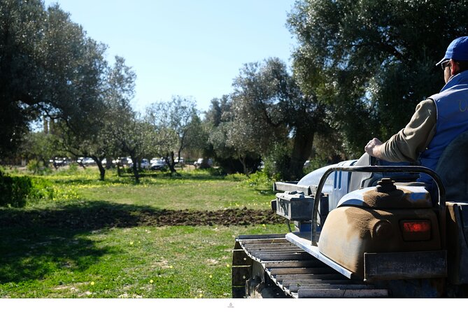 Sicilian Olive Mill Visit and Extra Virgin Olive Oil Masterclass - Booking Information