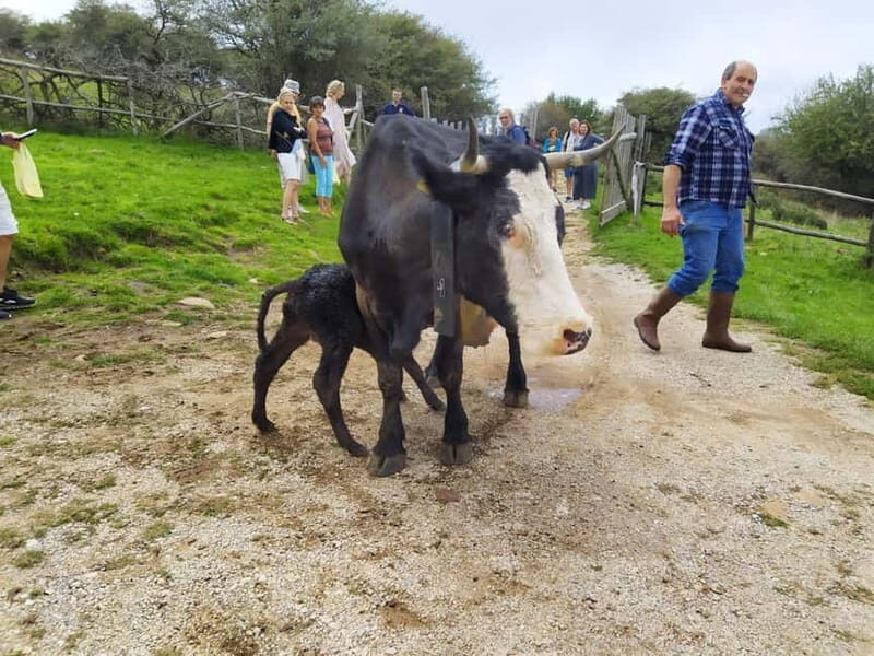 SICILIAN VILLAGES & RICOTTA PARTY departure from Cefalù area - What Makes This Tour Stand Out?