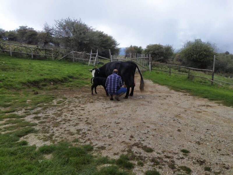 SICILIAN VILLAGES & RICOTTA PARTY departure from Cefalù area - Who Is This Tour Best For?