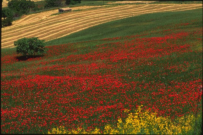 Sicilian Villages & Ricotta Tasting - Including Lunch From Cefalu - Customer Reviews