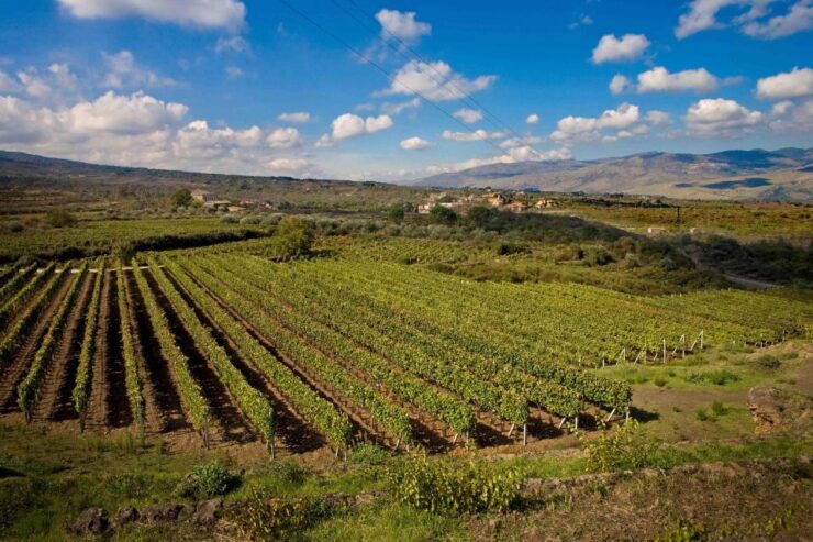 Sicily: Etna Wine Train Tour Experience, Wine Tasting - Good To Know