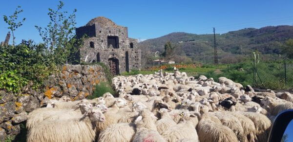 Sicily: Mount Etna 4x4 Jeep Tour With Lava Caves & Forests - Important Notes