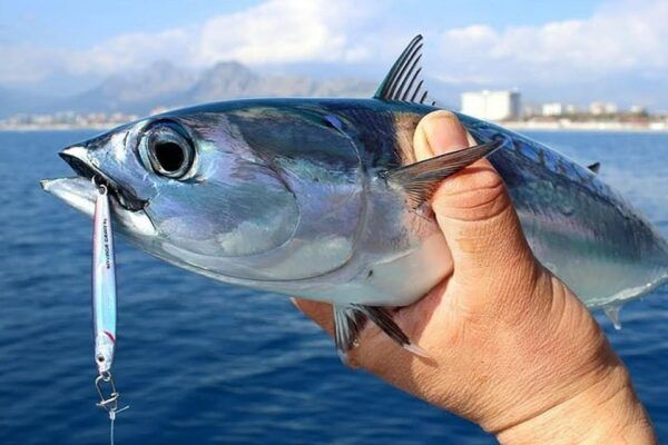 Side: A Fishing Tour for the Avid Anglers Soul - Why Choose This Fishing Tour