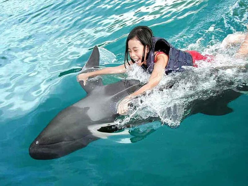 Side/Alanya: Swimming with Dolphins and Dolphin Show - Good To Know