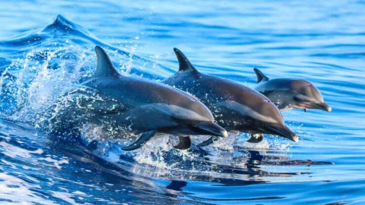 Side: Dolphin Island Boat Trip With Lunch & Unlimited Drinks - Experience Highlights