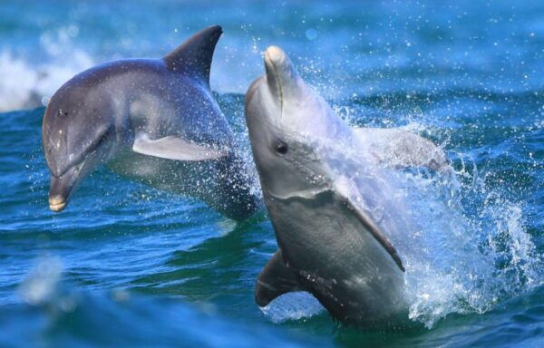 Side: Dolphin Island Boat Trip With Lunch & Unlimited Drinks - What to Bring