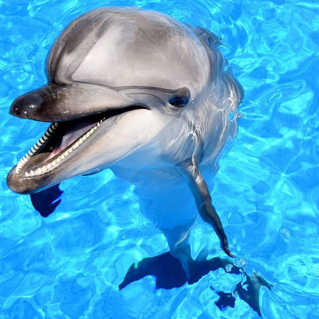 Side: Dolphin Park Transfer Service - Dolphin Show Highlights
