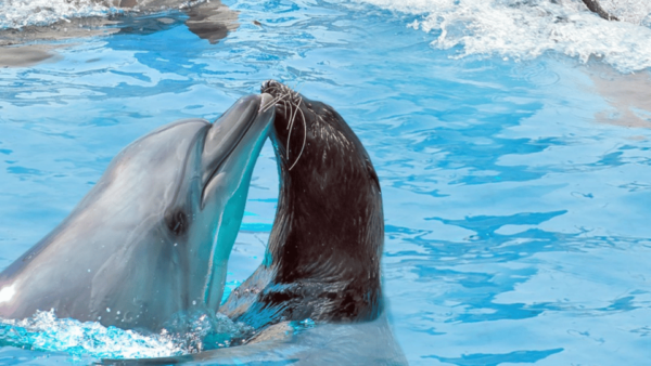 Side: Dolphin Park Transfer Service - Tips for Visitors