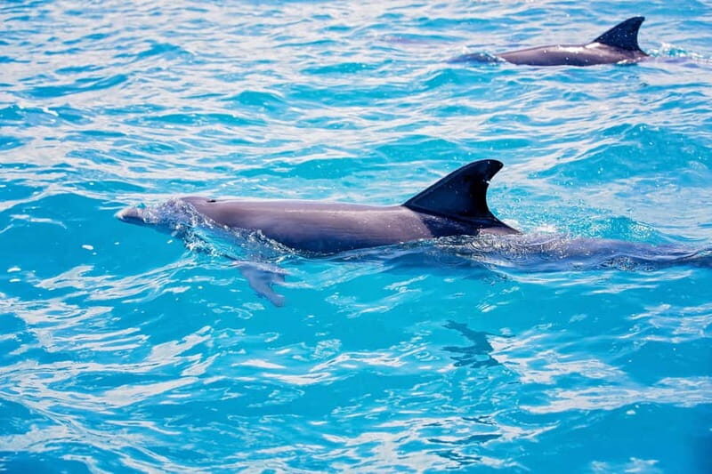Side: Dolphins Island Cruise with Swimming Stops and Lunch - Who is this tour best suited for?