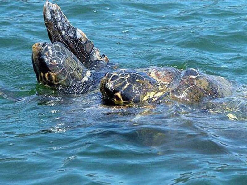 Side: Manavgat Boat, Bazaar, & Waterfall Day Trip with Lunch - Who is This Tour Best For?