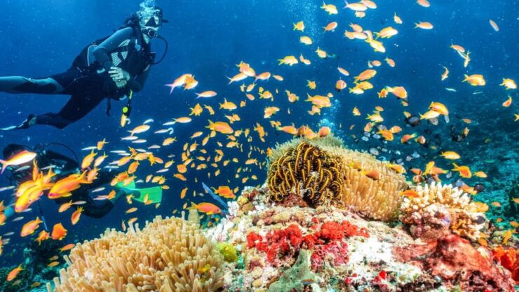 Side: Scuba Diving Tour Journey To The Depths Of The Blue - Key Points