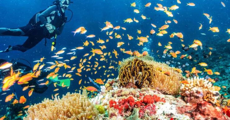 Side: Scuba Diving Tour Journey To The Depths Of The Blue - Pricing and Booking Options