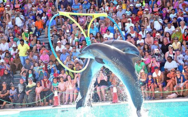 Side/Turks: Alanya Dolphin Show With Hotel Transfer Option - Customer Ratings and Reviews