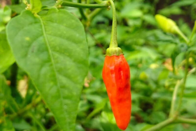 Sidemen rice terraces trek and local village walk - The Sum Up