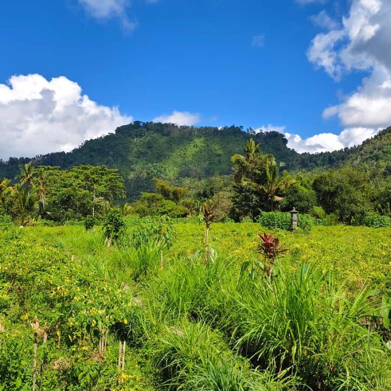 Sidemen rice terraces trek and local village walk - FAQ