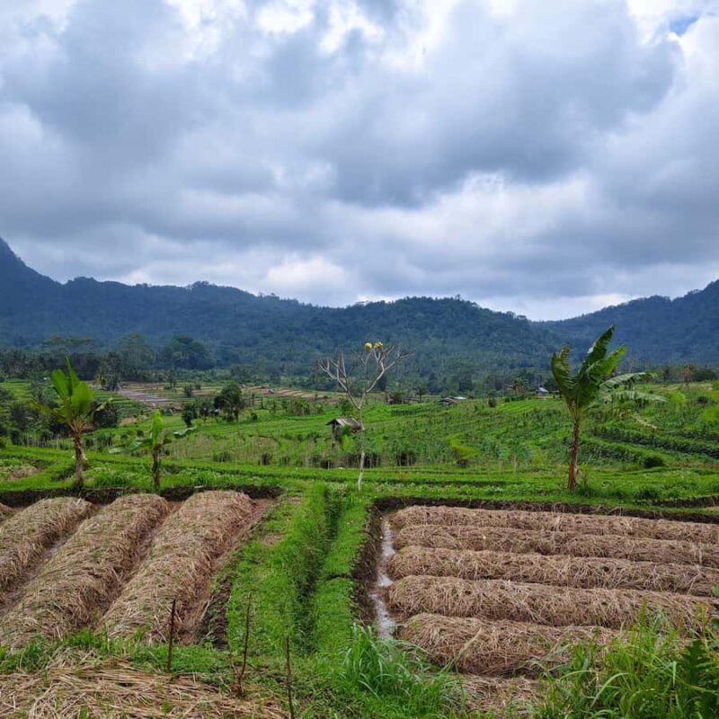 Sidemen: Rice Terraces, Waterfall, & Village Tour - Detailed Breakdown of the Experience