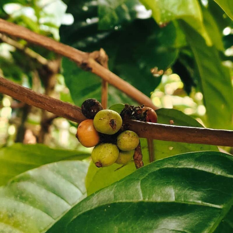 Sidemen: Rice Terraces, Waterfall, & Village Tour - Final Thoughts