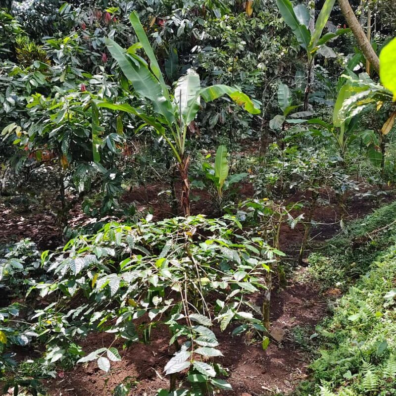 Sidemen: Rice Terraces, Waterfall, & Village Tour - Final Verdict