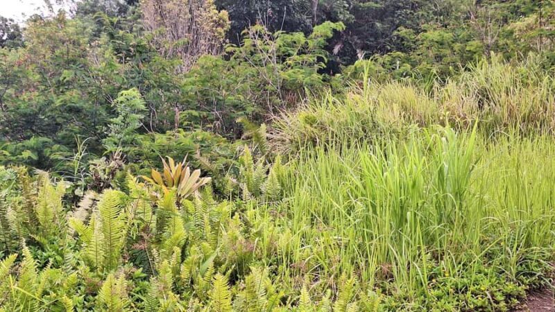 Sidemen Trekking: Dwangga Hill Hike in Sidemen (Peak 800M) - Good To Know