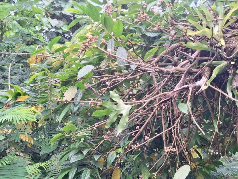 Sidemen Trekking: Dwangga Hill Hike in Sidemen (Peak 800M) - Final Thoughts