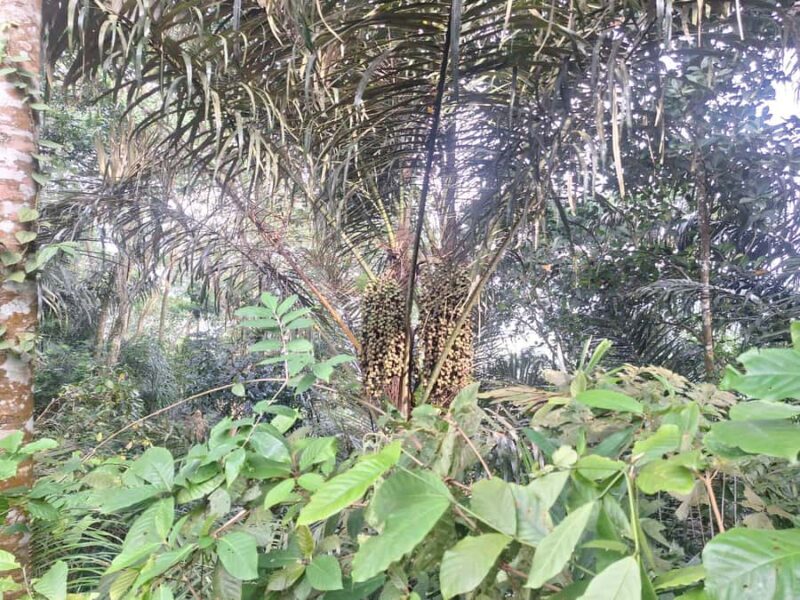 Sidemen Trekking: Dwangga Hill Hike in Sidemen (Peak 800M) - FAQ