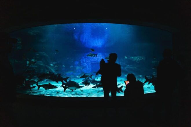 Siem Reab: Angkor Wildlife & Aquarium - Experience Highlights