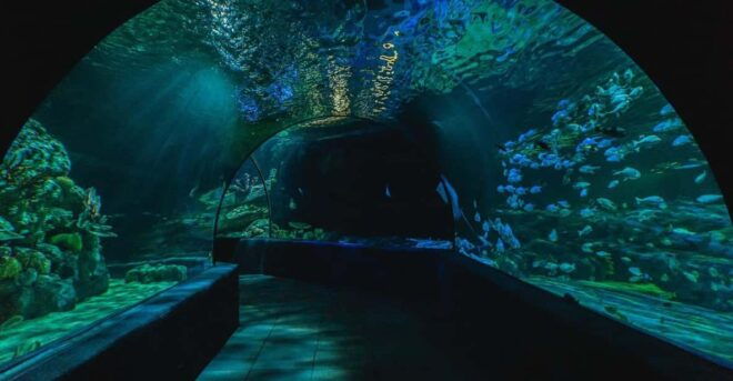 Siem Reab: Angkor Wildlife & Aquarium - Detailed Itinerary