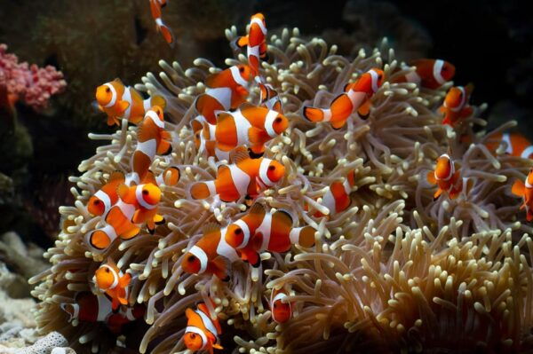 Siem Reab: Angkor Wildlife & Aquarium - Booking Process