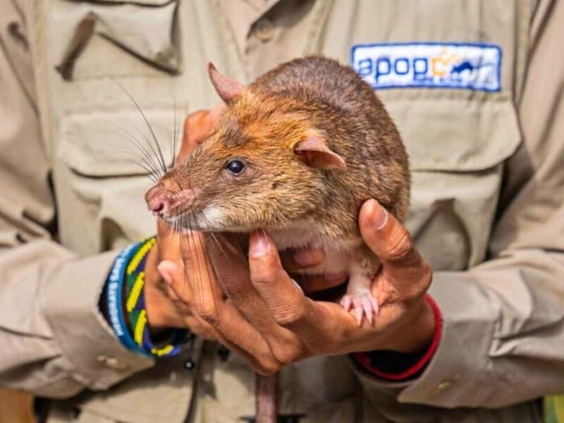 Siem Reap: Afternoon APOPO Rats Tour + Phare Circus Option - Good To Know