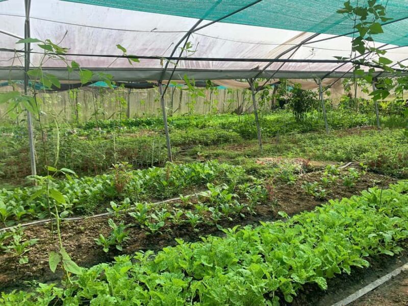 Siem Reap: Agroecological Farm Tour with Meals & Pool - Good To Know