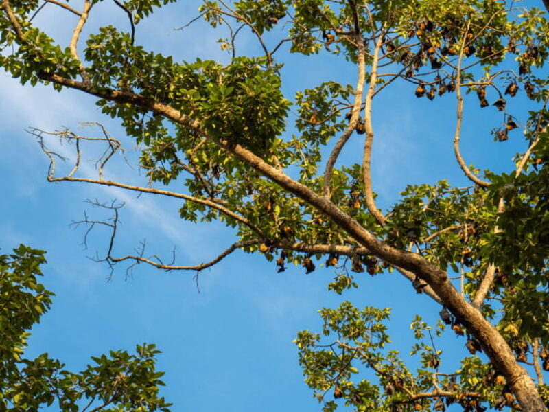 Siem Reap: Baddish Temples and City Walking Guided Tour - What We Loved About the Tour