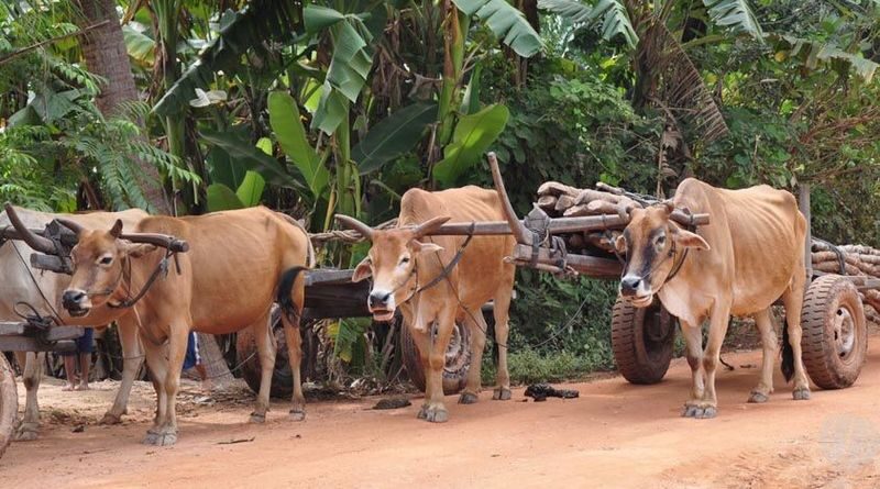 Siem Reap Cambodian Village Half-Day Private Cultural Experience - Leaving Siem Reap for the village