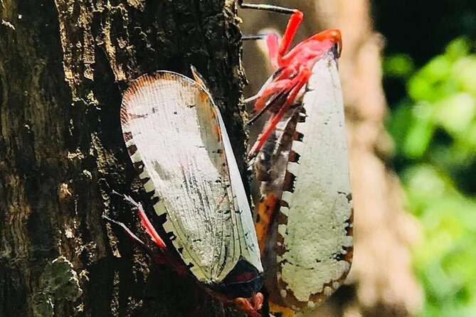 Siem Reap Countryside Bike Tour - Authentic Experiences and Reviewer Insights